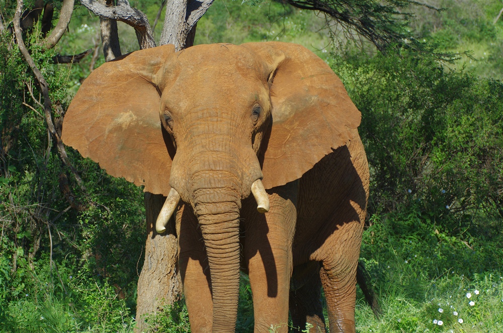 Elephant