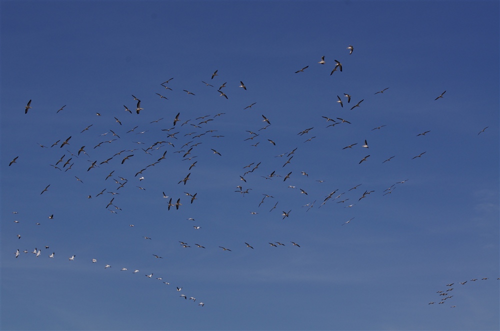 Great White Pelican