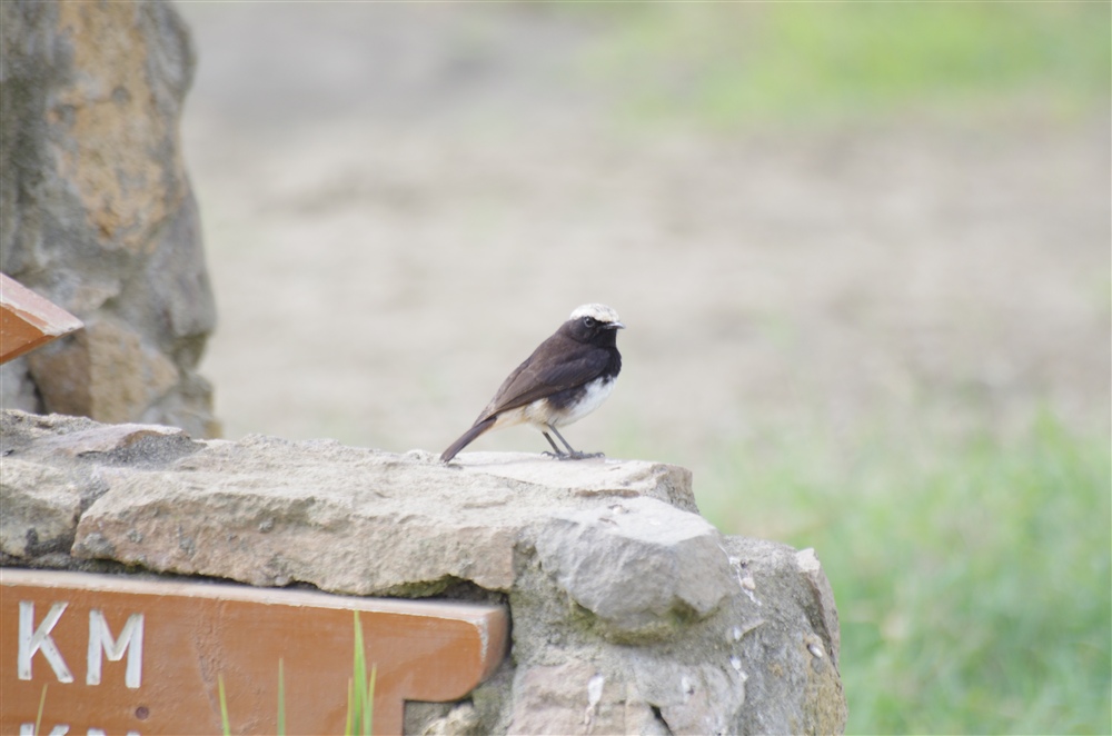 Schalows Wheatear