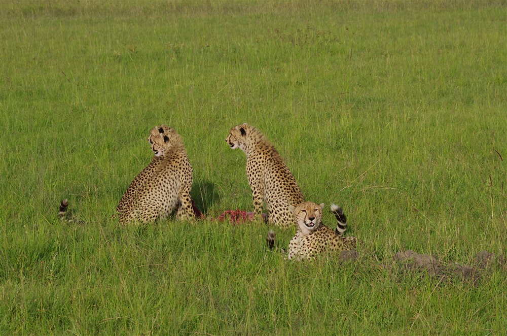 Cheetah