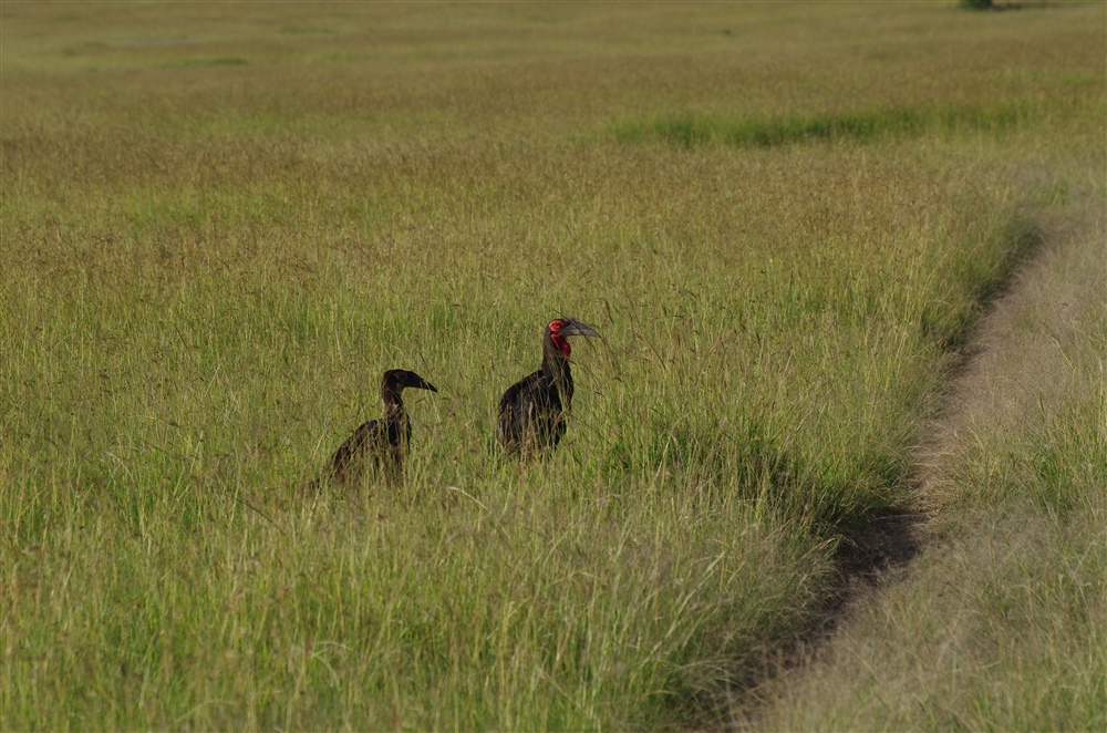 Southern Ground-Hornbill