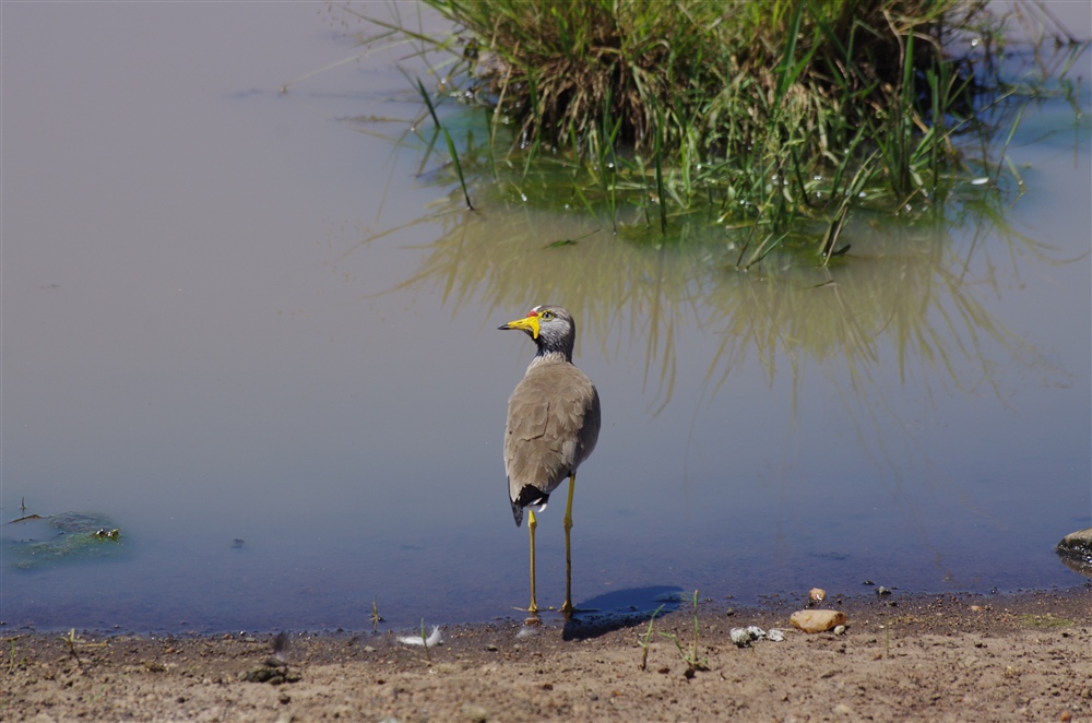 African Wattled Lapwing