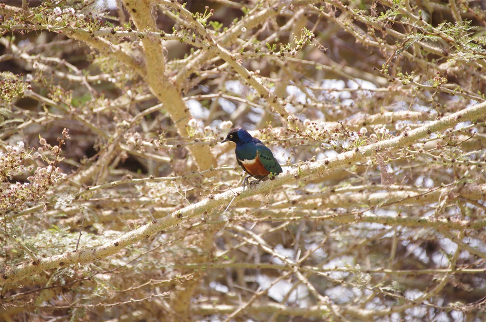 Superb Starling
