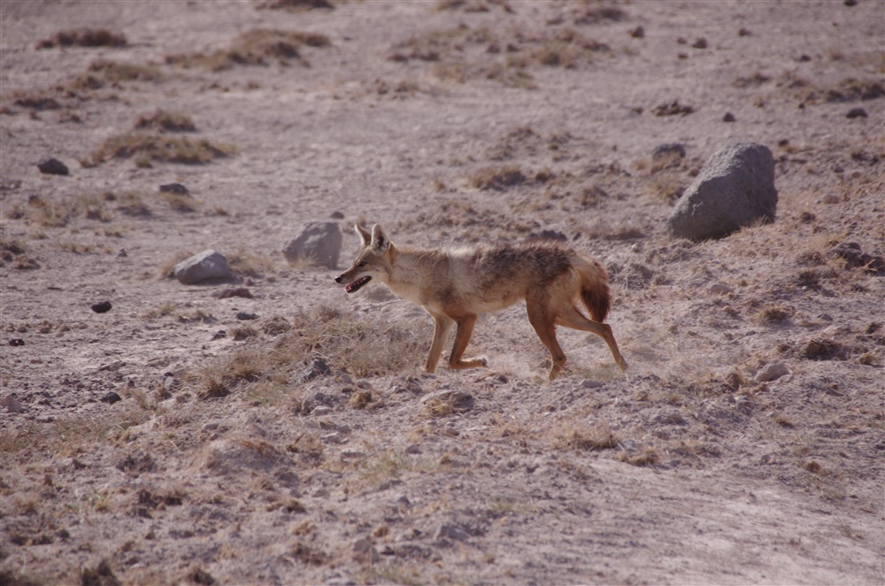 Golden Jackal