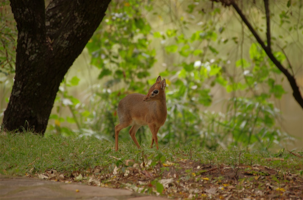 Kirk's Dik Dik
