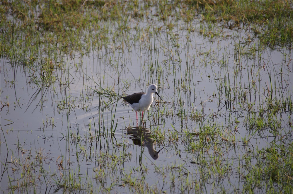 Black-winged Stilt