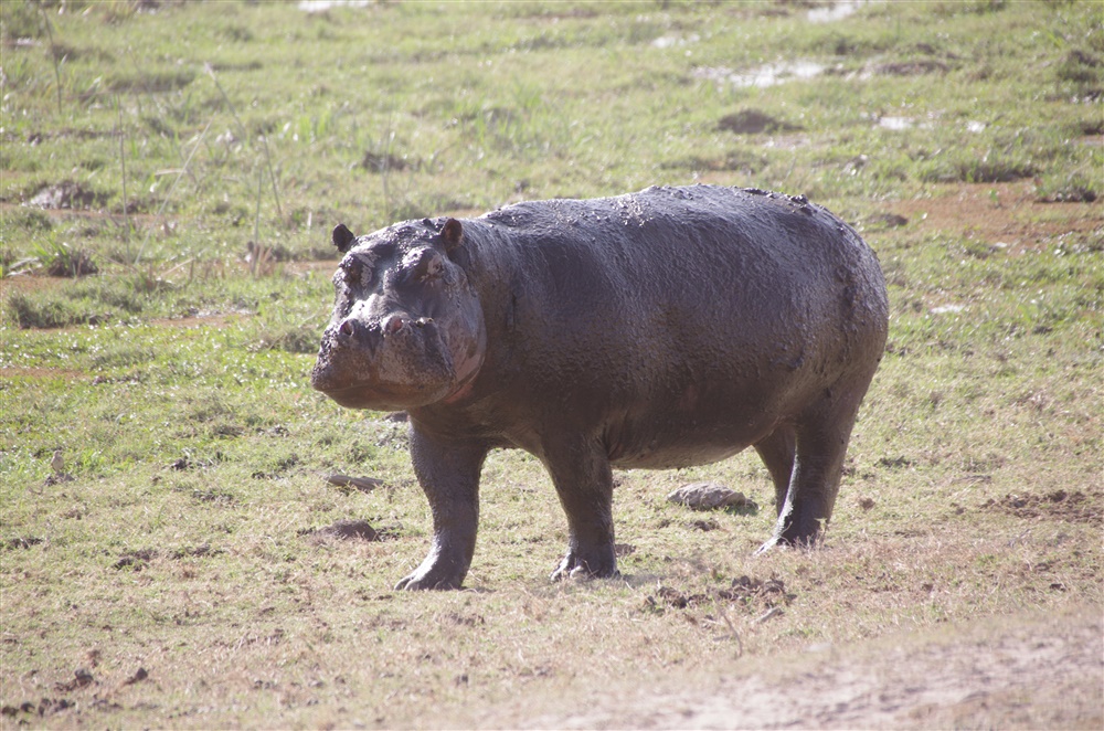 Hippopotamus