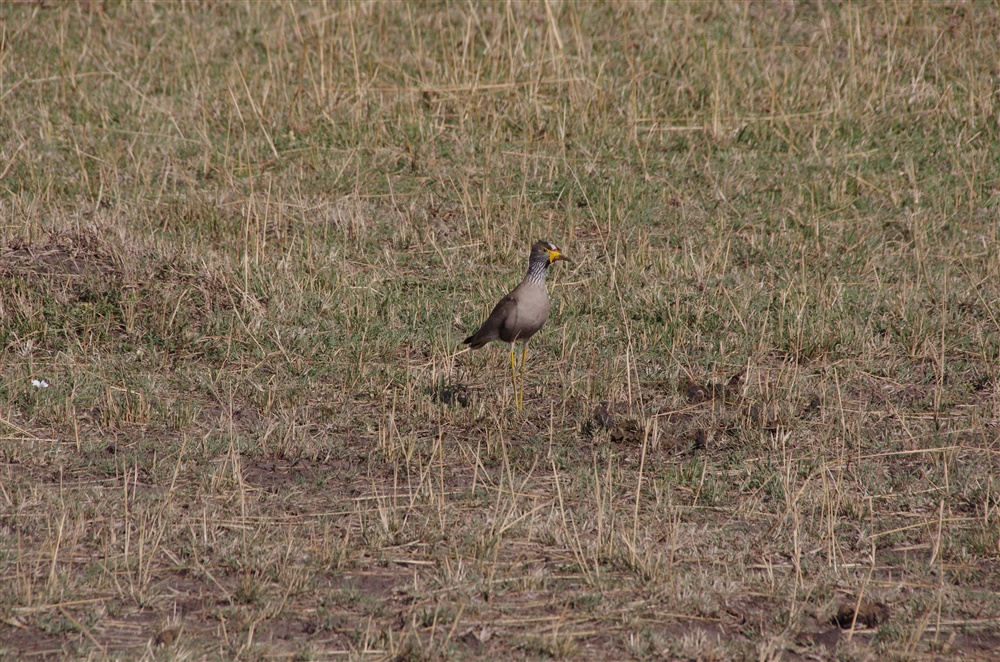 African Wattled Lapwing