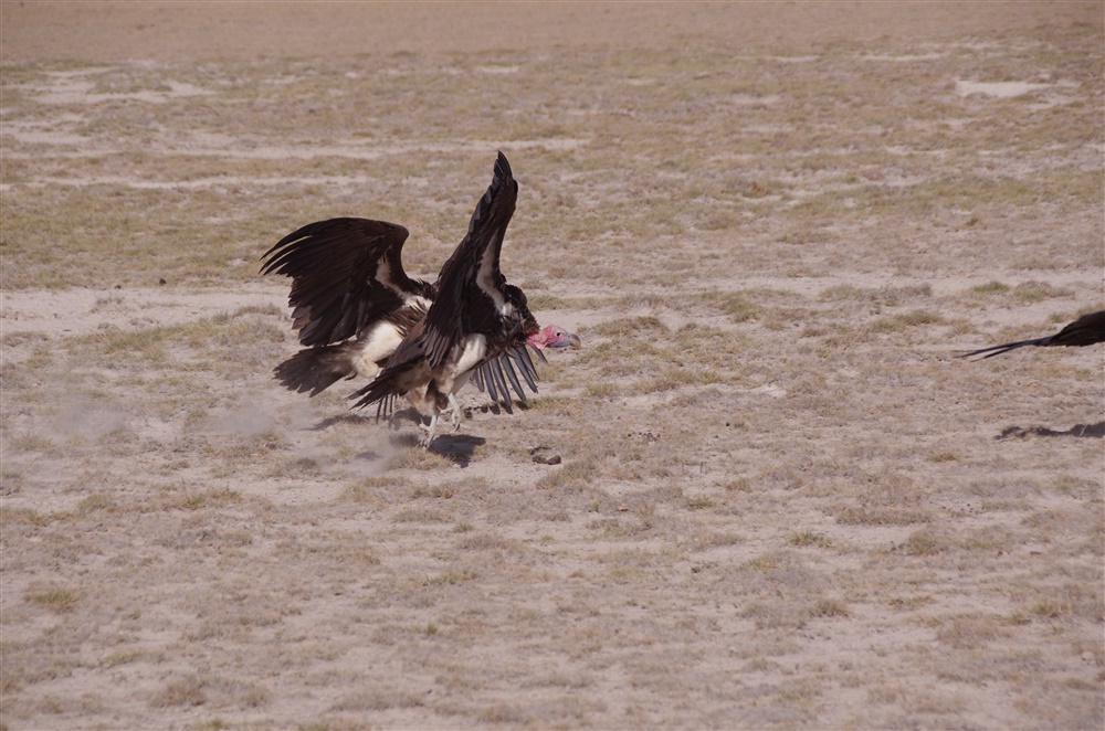 Lappet-faced Vulture