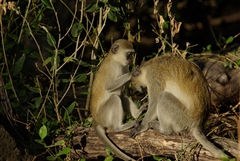 Vervet Monkey