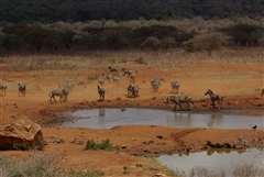 Common Zebra