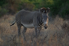 Grevy's Zebra