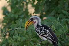 Eastern Yellow-billed Hornbill