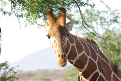 Reticulated Giraffe