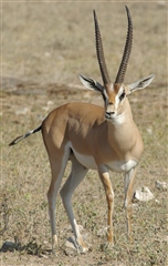 Grant's Gazelle