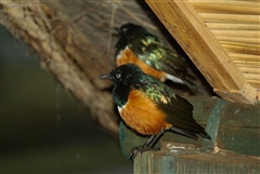 Superb Starling