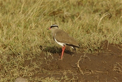 Crowned Lapwing