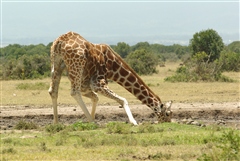 Reticulated Giraffe