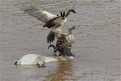 Ruppell's Griffon Vulture