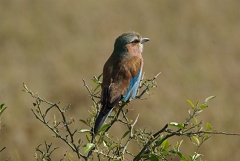 Lilac Breasted Roller