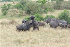 African Buffalo