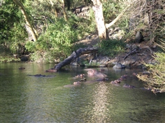 Hippopotamus