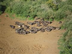 African Buffalo