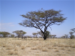 Lone Grevy's and tree