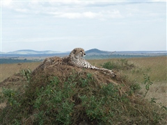 Cheetah