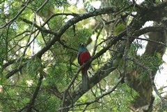 Narina Trogon