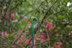 Narina Trogon