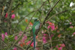 Narina Trogon