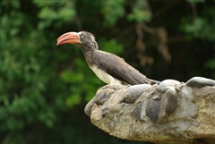 Crowned Hornbill