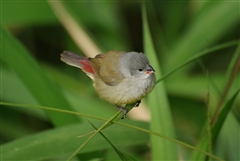 Yellow-bellied Waxbill