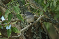 White-eyed Slaty Flycatcher