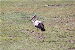 White Stork