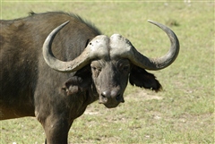 African Buffalo