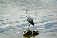 Grey Heron