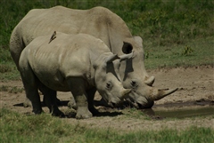 White Rhinoceros