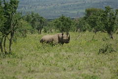 Black Rhinoceros