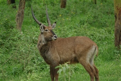 Waterbuck