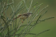 Grey-backed Camaroptera