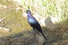 Ruppell's Long-tailed Starling