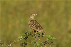 Rufous-naped Lark