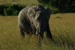 Elephant