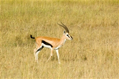 Thompson's Gazelle