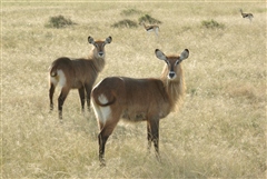 Waterbuck