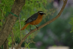 White-browed Robin-Chat