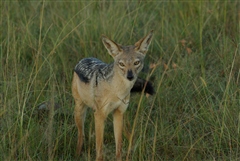 Black-backed Jackal