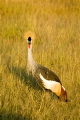 Crowned Crane